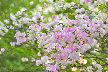 White-pink bougainvillea flower in garden