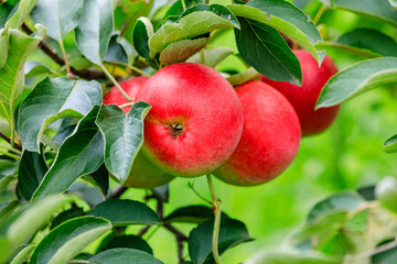 Red apples on the tree.fresh fruits in apple plantation.