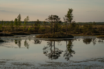 Riding swamp, bog. An islet with growing trees is reflected in the water. Nice view before sunset.