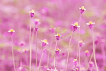 Fototapeta premium Soft focus of pink grass flower meadow in variations color