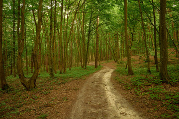 Fototapeta na wymiar Tranquil forest dirt road in the charm Briukhovychi woods
