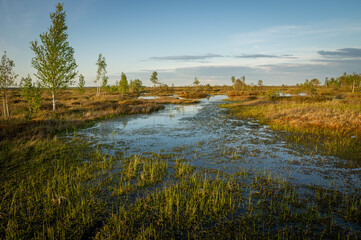 Riding swamp. Bog in Europe. A lake with small islands in the fall before sunset.