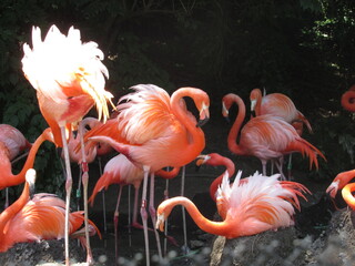 pink flamingo in the zoo
