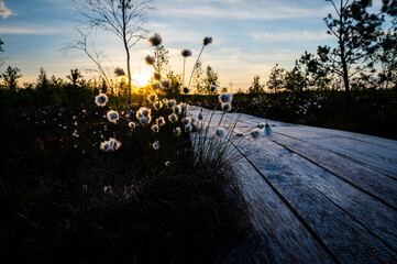 Wooden footbridge on a raised bog at sunset. Wonderful natural landscape of the protected area. Close up cotton grass.