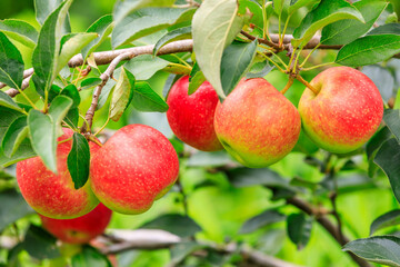 Red apples on the tree.fresh fruits in apple plantation.