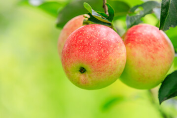 Red apples on the tree.fresh fruits in apple plantation.