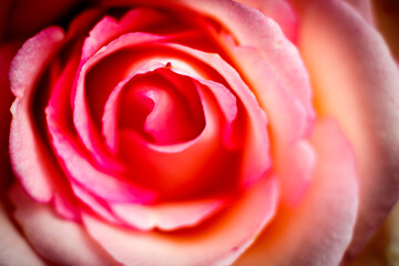 Fototapeta na wymiar pink rose close up