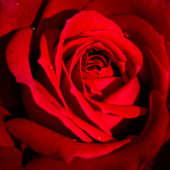 Square background with red rose close up