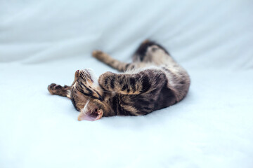 Little charcoal bengal kitty laying on the white background.