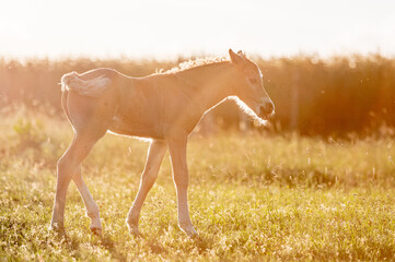 Cute little adorable horse foal in sunset on meadow. Fluffy beautiful healthy little horse filly.