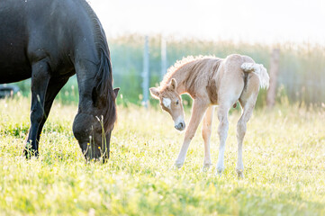 Plakat Cute little adorable horse foal in sunset on meadow. Fluffy beautiful healthy little horse filly.