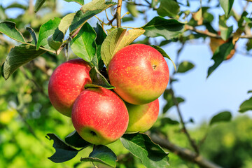 Ripe apples on the tree.fresh fruits in apple plantation.