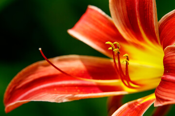 close up of red lily
