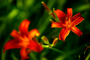 Fototapeta premium pomarańczowa lilia w ogrodzie