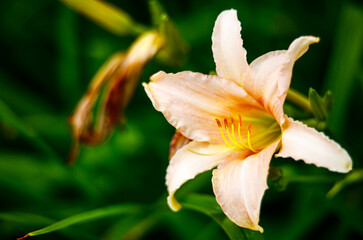 Fototapeta na wymiar Cream lily in the garden