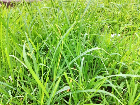 Green leaves of plant on sunny day at badlapur.