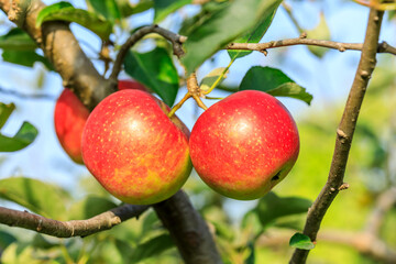 Ripe apples on the tree.fresh fruits in apple plantation.