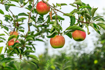 Ripe apples on the tree.fresh fruits in apple plantation.