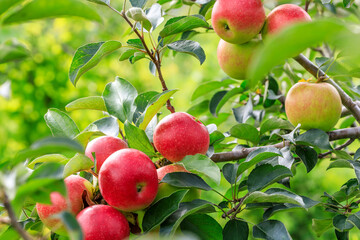 Red apples on the tree.fresh fruits in apple plantation.