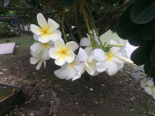 Plumeria flowers, the backdrop is green leaves, playing the color level of the leaves.