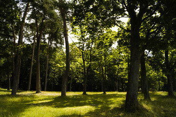 Fototapeta na wymiar Landscape with trees in the sunshine