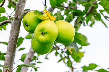Green apples on the tree.fresh fruits in apple plantation.