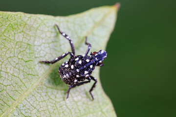 Young Nymphs Lycorma Delicatula North