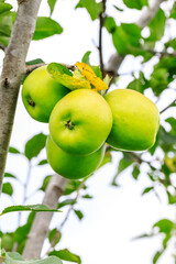 Green apples on the tree.fresh fruits in apple plantation.