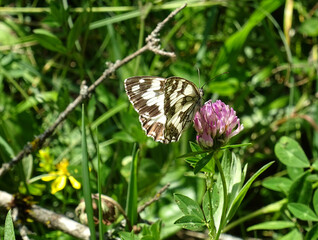 Melanargia galathea butterfly (marbled white). Pyrenees mountains in Aragon. Spain.