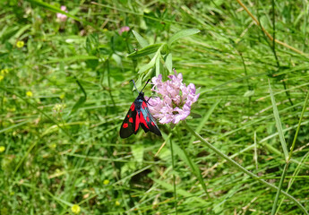 Fototapeta premium Zygaena viciae butterfly. Pyrenees mountains in Aragon. Spain. 