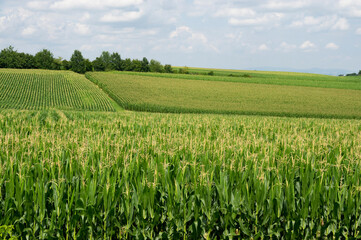 Fototapeta na wymiar Cornfield maize field field of maize green and jung