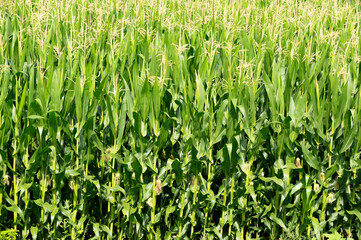 Cornfield maize field field of maize green and jung