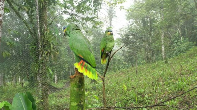 Close up of two green mealy parrots, from which one is showing his tail with bright yellow colored feathers
