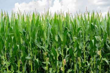 Cornfield maize field field of maize green and jung