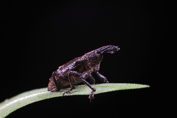 weevils inhabit nature