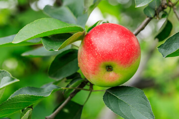 Red apples on the tree.fresh fruits in apple plantation.