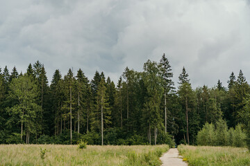 Obraz na płótnie Canvas coniferous forest in summer on a cloudy day