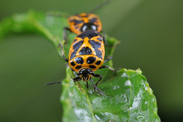 stink bugs are mating