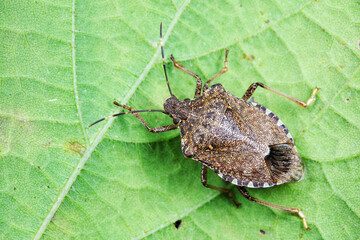 Halyomorpha halys on green leaves