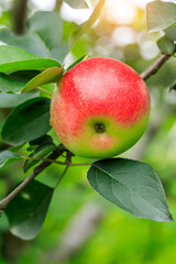 Red apples on the tree.fresh fruits in apple plantation.