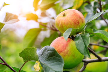 Ripe apples on the tree.fresh fruits in apple plantation.