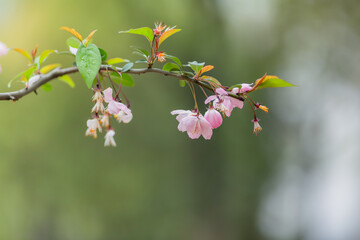 Cherry blossom in spring for background or copy space for text