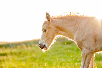 Cute little adorable horse foal in sunset on meadow. Fluffy beautiful healthy little horse filly.