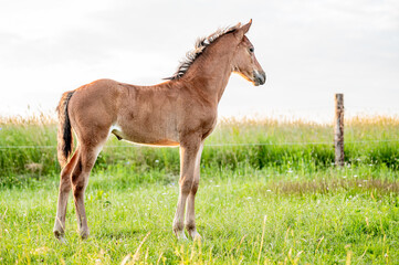 Cute little adorable horse foal in sunset on meadow. Fluffy beautiful healthy little horse filly.