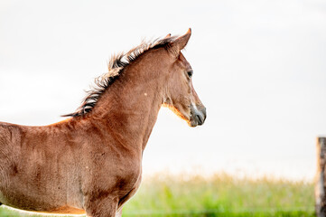 Cute little adorable horse foal in sunset on meadow. Fluffy beautiful healthy little horse filly.