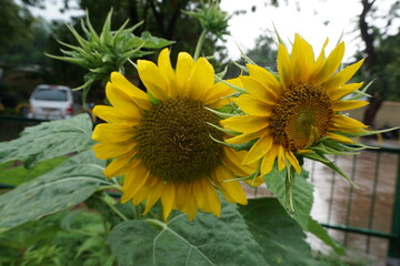 Sunflower in Summer with Beautiful Weather.