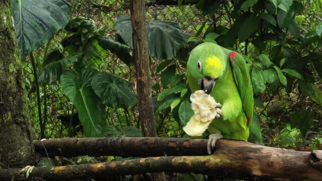 A yellow crowned parrot, Amazona ochrocephala, eating from a mais or corn that he holds in one of this claws 
