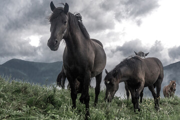 Obraz premium Horse on a mountain meadow