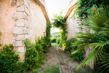 Passage Between two Buildings. Tropical Plants Growing near Wall.