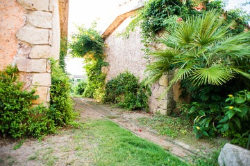 Passage Between Two Buildings. Tropical Plants Growing Near Wall.
